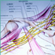 Brachial Plexus injury, or Erb's Palsy is nerve damage
