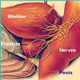 Sural nerve grafting (SNG)